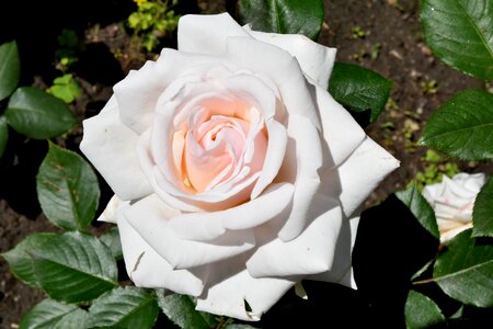Flower Garden white flower rose photo