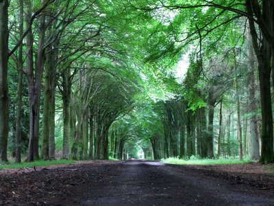 Country road running through tree alley photo