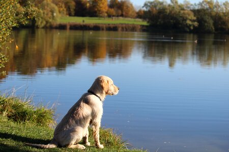 Animal pet puppy photo