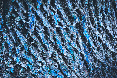 Tree Bark Details