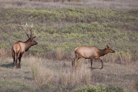 Bull Elk in rut-1 photo
