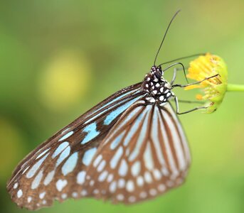 Animal arthropod beautiful
