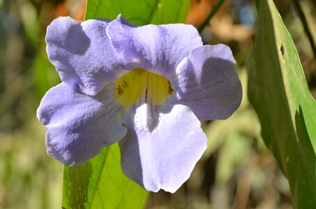 Light Purple Flower