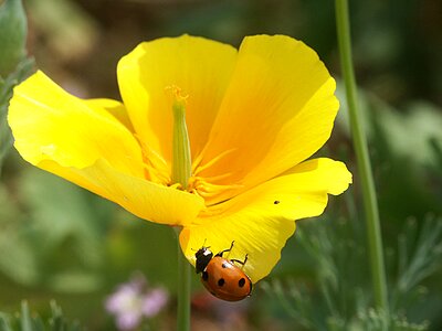 Plants nature ladybug