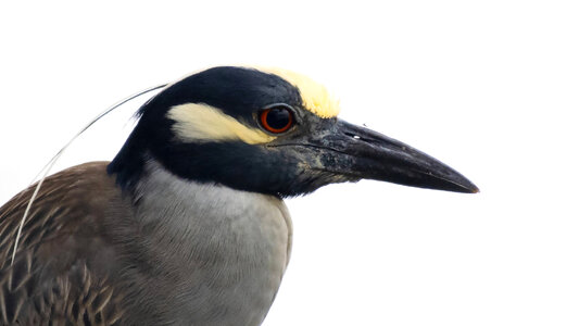 Yellow-crowned night heron