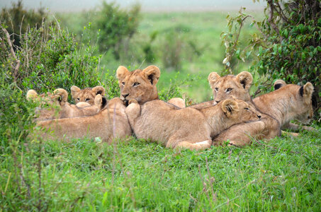 Pride of Lions in Kenya photo