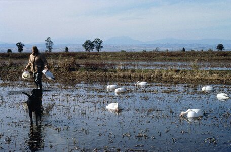 Aquatic Bird hunt jaeger