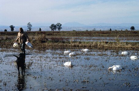 Aquatic Bird hunt jaeger photo