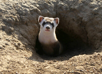 Black-footed Ferret-2