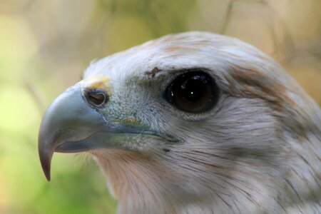 Raptors wildlife birds of prey photo