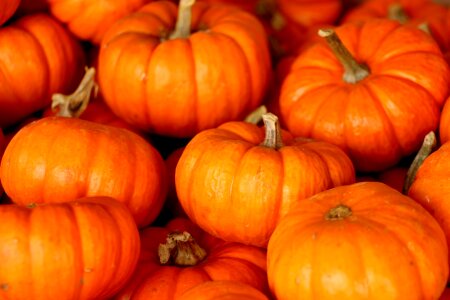 Gourd orange food photo