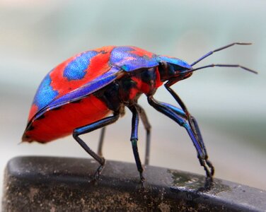 Australian bright bug photo