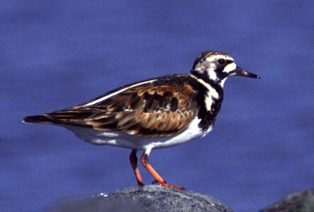 Arenaria Interpres bird 