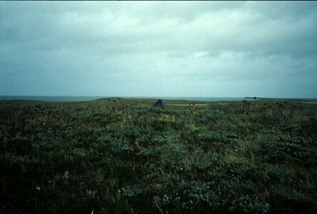 Grass Plants greenery viola