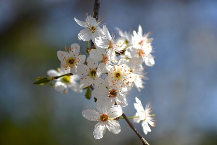 White fruit tree spring photo
