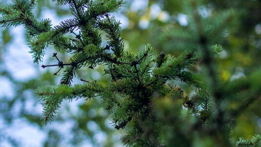 Branch branches conifer photo