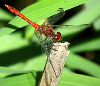 Ruddy Darter Dragonfly o a grass
