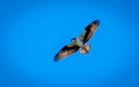Osprey soaring-3