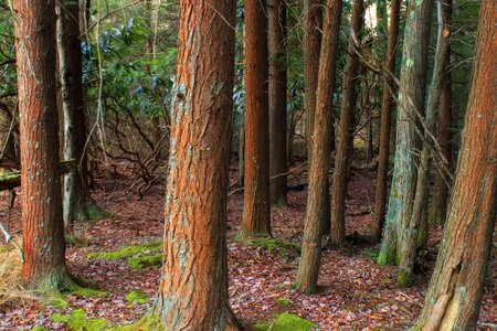 Bark branch climate