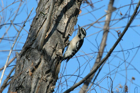 Downy Woodpecker-1 photo