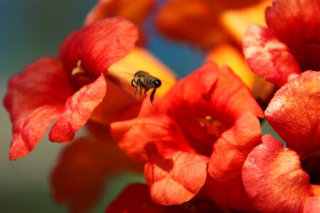 Blossom buzz color photo