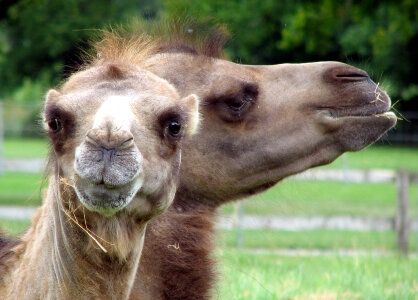 Bactrian Camels - Camelus bactrianus photo