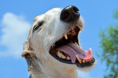 Spanish greyhound snout tooth photo