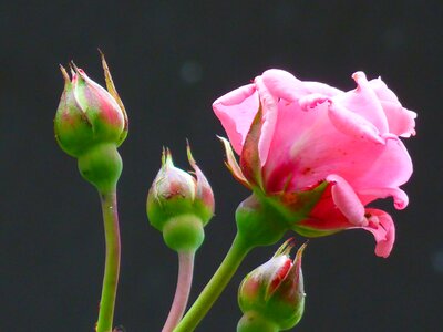 Flower pink beautiful photo