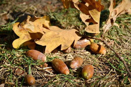 Seed leaf acorn photo
