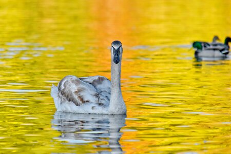 Ducks golden glow natural habitat photo