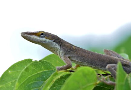 Animal biology branch photo