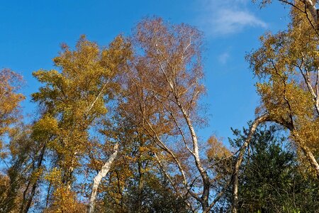 Autumn blue sky branch photo
