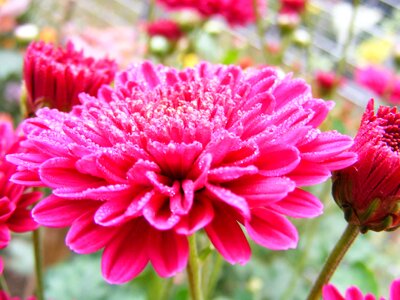 Beautiful Flowers biology bloom