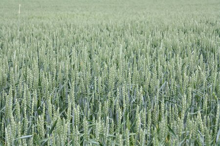 Mature biological cornfield