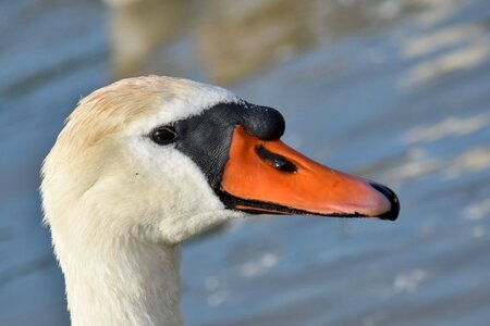 Detail head swan photo