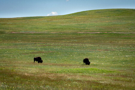 Fort Peck Reservation and Buffalo Ranch photo