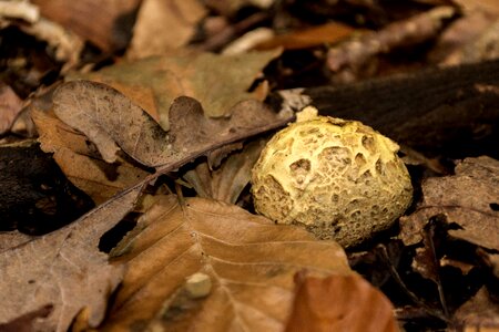 Dry environment flora photo