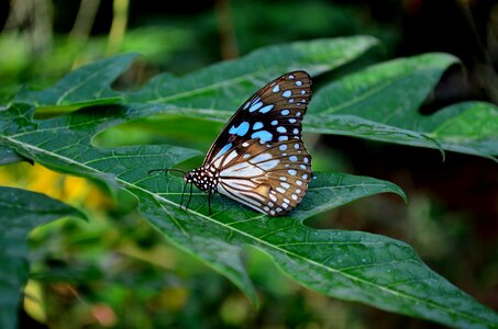 Blue Tiger Butterfly On Leaf 3 photo