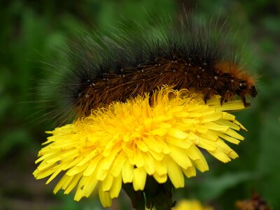 Dandelion a yellow flower macro photo