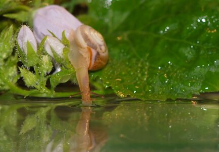 Close up snail shell slowly photo