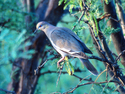 White-winged Dove photo