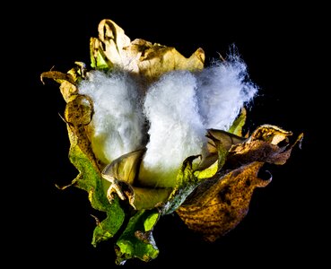 Cotton cotton shrub plant