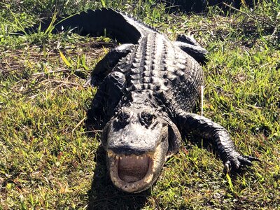 Alligator wild crocodile photo