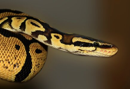 Python regius beauty golden