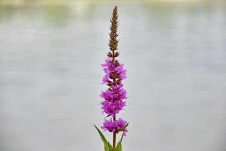 Blurry flower purple
