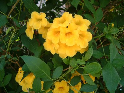 Flowers yellow petals garden photo