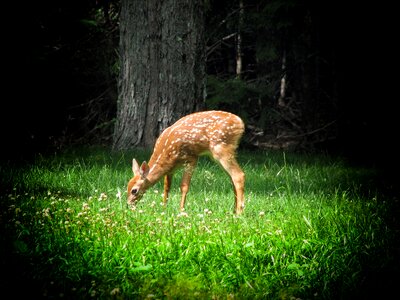 Trees wildlife vignette