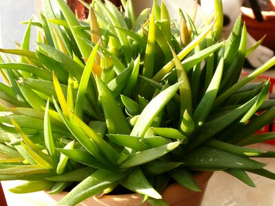 Plant natural botanical