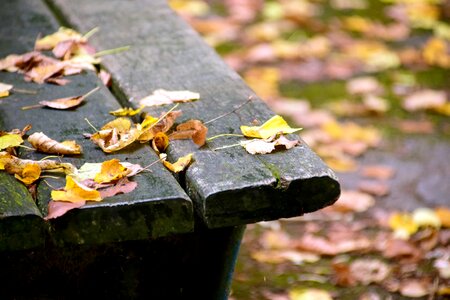 Autumn bench daylight photo