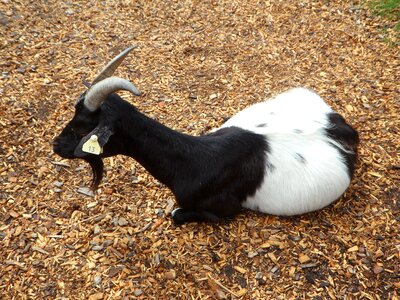 Animal domestic goat zoo photo